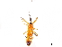  (Acanthischium maculatum - CCDB-34773-A04)  @11 [ ] CreativeCommons - Attribution (2019) CBG Photography Group Smithsonian Institution