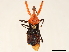  (Acanthischium superbum - CCDB-34773-A05)  @11 [ ] CreativeCommons - Attribution (2019) CBG Photography Group Smithsonian Institution