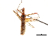 (Euagoras plagiatus - CCDB-34773-C08)  @11 [ ] CreativeCommons - Attribution (2019) CBG Photography Group Smithsonian Institution