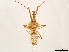 (Ploeogaster gesana - CCDB-34773-E10)  @11 [ ] CreativeCommons - Attribution (2019) CBG Photography Group Smithsonian Institution