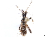  (Sphedanolestes minusculus - CCDB-34773-G04)  @11 [ ] CreativeCommons - Attribution (2019) CBG Photography Group Smithsonian Institution