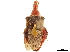  (Macrocephalus cimicoides - CCDB-34774-A06)  @11 [ ] CreativeCommons - Attribution (2019) CBG Photography Group Smithsonian Institution