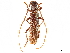  (Aneflomorpha gilana - CCDB-34775-H04)  @11 [ ] CreativeCommons - Attribution (2019) CBG Photography Group Smithsonian Institution