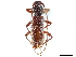  ( - CCDB-34775-H08)  @11 [ ] CreativeCommons - Attribution (2019) CBG Photography Group Smithsonian Institution