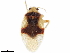  ( - CCDB-34776-A06)  @11 [ ] CreativeCommons - Attribution (2019) CBG Photography Group Smithsonian Institution