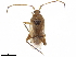  (Eustictus clarus - CCDB-34776-E09)  @11 [ ] CreativeCommons - Attribution (2019) CBG Photography Group Smithsonian Institution