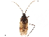  (Eustictus grossus - CCDB-34776-E10)  @11 [ ] CreativeCommons - Attribution (2019) CBG Photography Group Smithsonian Institution