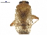  (Dagbertus minensis - CCDB-34776-H10)  @11 [ ] CreativeCommons - Attribution (2019) CBG Photography Group Smithsonian Institution