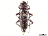  ( - CCDB-34778-B11)  @11 [ ] CreativeCommons - Attribution (2019) CBG Photography Group Smithsonian Institution