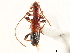  (Minipsyrassa - CCDB-34778-C08)  @11 [ ] CreativeCommons - Attribution (2019) CBG Photography Group Smithsonian Institution