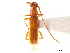  (Caribbomerus attenuatus - CCDB-34778-F09)  @11 [ ] CreativeCommons - Attribution (2019) CBG Photography Group Smithsonian Institution