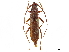  (Eucrossus - CCDB-34778-G10)  @11 [ ] CreativeCommons - Attribution (2019) CBG Photography Group Smithsonian Institution