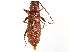  (Gnatholea - CCDB-34778-H01)  @11 [ ] CreativeCommons - Attribution (2019) CBG Photography Group Smithsonian Institution