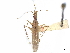  (Rhamphocoris - CCDB-34779-H04)  @11 [ ] CreativeCommons - Attribution (2019) CBG Photography Group Smithsonian Institution