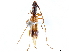 (Gnomidolon friedi - CCDB-34781-B11)  @11 [ ] CreativeCommons - Attribution (2019) CBG Photography Group Smithsonian Institution