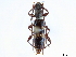  ( - CCDB-34781-E02)  @11 [ ] CreativeCommons - Attribution (2019) CBG Photography Group Smithsonian Institution