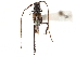  ( - CCDB-34781-G03)  @11 [ ] CreativeCommons - Attribution (2019) CBG Photography Group Smithsonian Institution