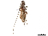 (Styloxus fulleri - CCDB-34781-G05)  @11 [ ] CreativeCommons - Attribution (2019) CBG Photography Group Smithsonian Institution
