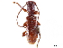  ( - CCDB-34781-G09)  @11 [ ] CreativeCommons - Attribution (2019) CBG Photography Group Smithsonian Institution