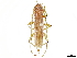  ( - CCDB-34781-H08)  @11 [ ] CreativeCommons - Attribution (2019) CBG Photography Group Smithsonian Institution