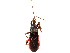  (Scadra dimidiaticornis - CCDB-34782-D03)  @11 [ ] CreativeCommons - Attribution (2019) CBG Photography Group Smithsonian Institution
