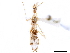  (Stenolemus antennata - CCDB-34782-D09)  @11 [ ] CreativeCommons - Attribution (2019) CBG Photography Group Smithsonian Institution