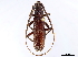  (Amphelictus castaneus - CCDB-34783-C05)  @11 [ ] CreativeCommons - Attribution (2019) CBG Photography Group Smithsonian Institution