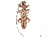  (Pachydissus aspericollis - CCDB-34783-C10)  @11 [ ] CreativeCommons - Attribution (2019) CBG Photography Group Smithsonian Institution