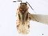  (Phyllopidea - CCDB-34783-H04)  @11 [ ] CreativeCommons - Attribution (2019) CBG Photography Group Smithsonian Institution