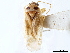  (Vanduzeephylus - CCDB-34783-H05)  @11 [ ] CreativeCommons - Attribution (2019) CBG Photography Group Smithsonian Institution