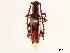 ( - CCDB-34784-A09)  @11 [ ] CreativeCommons - Attribution (2019) CBG Photography Group Smithsonian Institution