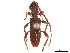 (Hemilissa quadrispinosa - CCDB-34784-B01)  @11 [ ] CreativeCommons - Attribution (2019) CBG Photography Group Smithsonian Institution