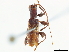  ( - CCDB-34784-B06)  @11 [ ] CreativeCommons - Attribution (2019) CBG Photography Group Smithsonian Institution