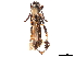  ( - CCDB-34784-D03)  @11 [ ] CreativeCommons - Attribution (2019) CBG Photography Group Smithsonian Institution