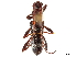  (Cleroclytus - CCDB-34784-G02)  @11 [ ] CreativeCommons - Attribution (2019) CBG Photography Group Smithsonian Institution