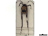  ( - CCDB-35894-H03)  @11 [ ] CreativeCommons - Attribution (2020) CBG Photography Group Smithsonian Institution