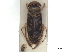  ( - CCDB-35895-B01)  @11 [ ] CreativeCommons - Attribution (2019) CBG Photography Group Smithsonian Institution
