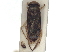  ( - CCDB-35895-B02)  @11 [ ] CreativeCommons - Attribution (2019) CBG Photography Group Smithsonian Institution