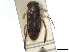  (Parasigara perdubia - CCDB-35895-B03)  @11 [ ] CreativeCommons - Attribution (2019) CBG Photography Group Smithsonian Institution