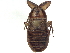  (Idiocarus papuus - CCDB-35895-B10)  @11 [ ] CreativeCommons - Attribution (2019) CBG Photography Group Smithsonian Institution