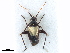  ( - CCDB-35895-H04)  @11 [ ] CreativeCommons - Attribution (2019) CBG Photography Group Smithsonian Institution