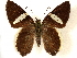  ( - CCDB-35896-A06)  @11 [ ] CreativeCommons - Attribution (2020) CBG Photography Group Smithsonian Institution