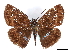  (Sostrata adamantinus - CCDB-35896-C05)  @11 [ ] CreativeCommons - Attribution (2020) CBG Photography Group Smithsonian Institution