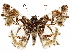  (Onenses hyalophora - CCDB-35896-D06)  @11 [ ] CreativeCommons - Attribution (2020) CBG Photography Group Smithsonian Institution