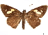  (Erionota thrax - CCDB-35896-G03)  @11 [ ] CreativeCommons - Attribution (2020) CBG Photography Group Smithsonian Institution