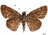  ( - CCDB-35896-H03)  @11 [ ] CreativeCommons - Attribution (2020) CBG Photography Group Smithsonian Institution