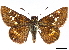  ( - CCDB-35897-C01)  @11 [ ] CreativeCommons - Attribution (2020) CBG Photography Group Smithsonian Institution