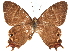  ( - CCDB-35897-E08)  @11 [ ] CreativeCommons - Attribution (2020) CBG Photography Group Smithsonian Institution