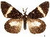  (Numenes disparilis - CCDB-35899-A01)  @11 [ ] CreativeCommons - Attribution (2020) CBG Photography Group Smithsonian Institution