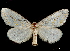  (Lacipa nobilis - CCDB-35899-A09)  @11 [ ] CreativeCommons - Attribution (2020) CBG Photography Group Smithsonian Institution